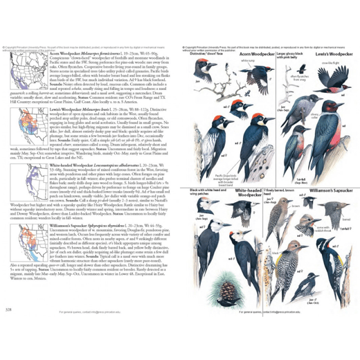 Belted kingfisher (1)