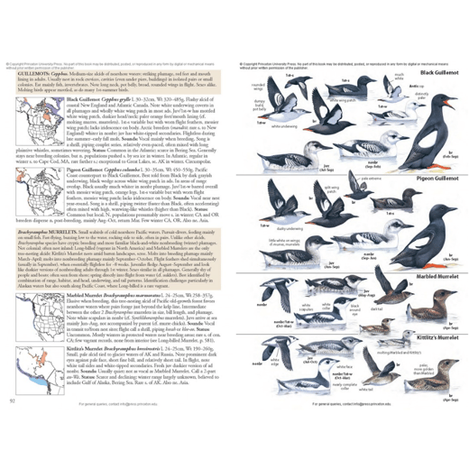 Black Guillemot