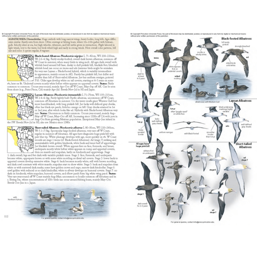 Black footed Albatross
