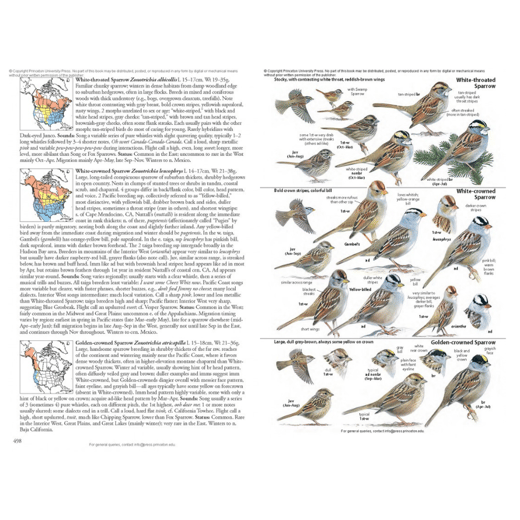 White throated Sparrow (1)