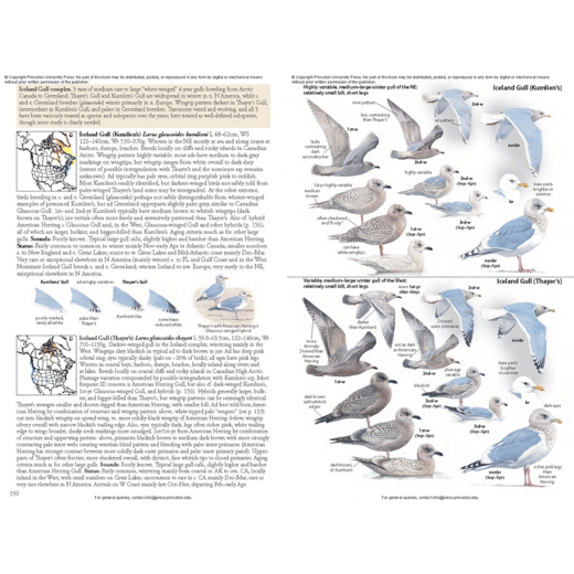 iceland gull